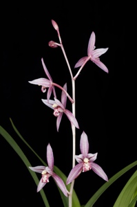 Cymbidium ensifolium Shi Zhong Hong AM/AOS 84 pts.inflor